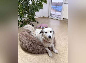 Zuckersüße Alis sucht ihre Schmusemenschen