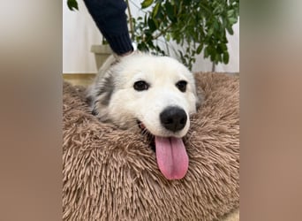 Zuckersüße Alis sucht ihre Schmusemenschen