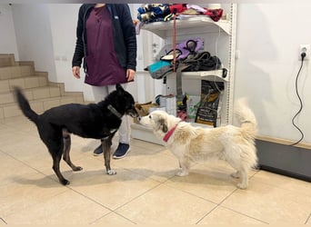 Zuckersüße Alis sucht ihre Schmusemenschen