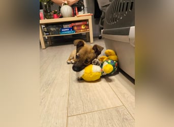 Zuckerschock Popcorn will eine liebe Familie