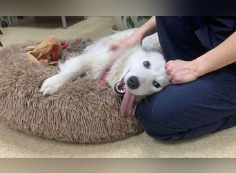 Zuckersüße Alis sucht ihre Schmusemenschen