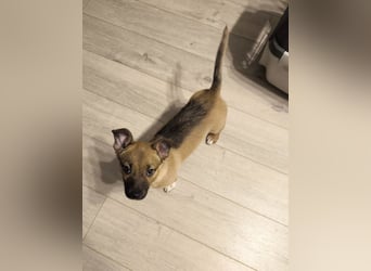 Zuckerschock Popcorn will eine liebe Familie