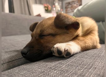 Zuckerschock Popcorn will eine liebe Familie