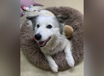 Zuckersüße Alis sucht ihre Schmusemenschen