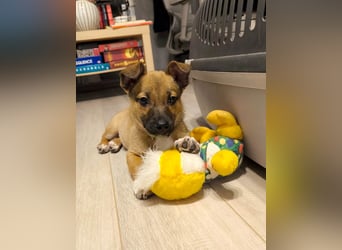 Zuckerschock Popcorn will eine liebe Familie