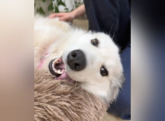 Zuckersüße Alis sucht ihre Schmusemenschen