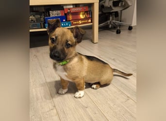 Zuckerschock Popcorn will eine liebe Familie