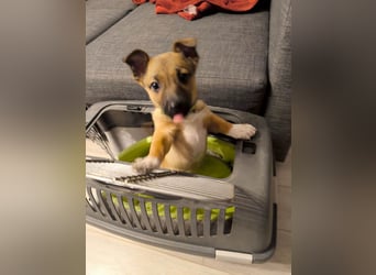 Zuckerschock Popcorn will eine liebe Familie