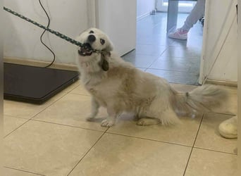 Zuckersüße Alis sucht ihre Schmusemenschen