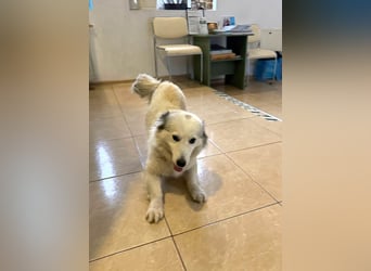 Zuckersüße Alis sucht ihre Schmusemenschen