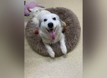 Zuckersüße Alis sucht ihre Schmusemenschen