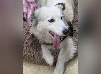 Zuckersüße Alis sucht ihre Schmusemenschen