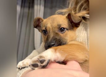 Zuckerschock Popcorn will eine liebe Familie