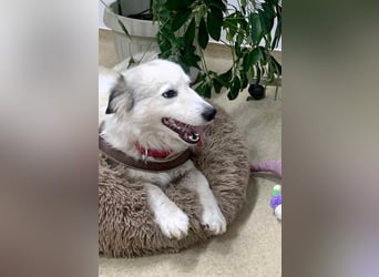 Zuckersüße Alis sucht ihre Schmusemenschen