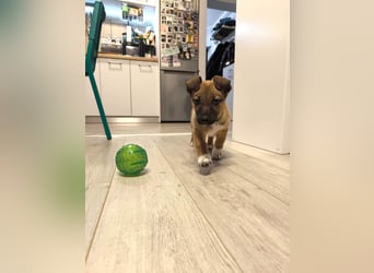 Zuckerschock Popcorn will eine liebe Familie