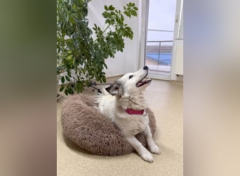 Zuckersüße Alis sucht ihre Schmusemenschen