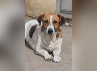 Lucio lieber freundliche Rüde