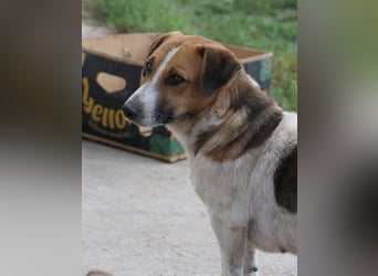 Lucio, ruhiger Senior wartet auf seine Menschen