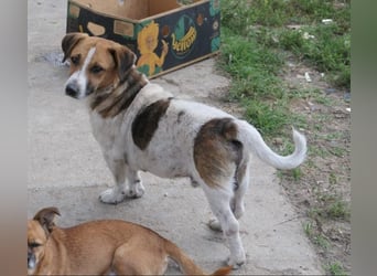 Lucio, ruhiger Senior wartet auf seine Menschen