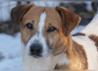 LUCIO - sanfter Herzenshund sucht sein geduldiges Zuhause