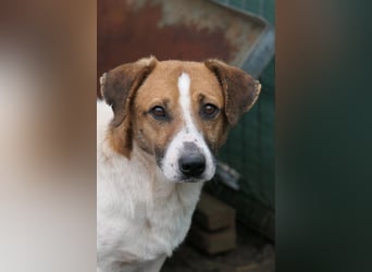 Lucio, ruhiger Senior wartet auf seine Menschen