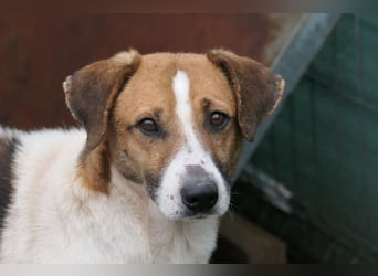 Lucio, ruhiger Senior wartet auf seine Menschen