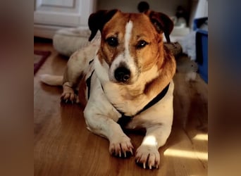 LUCIO - verträglicher kleiner Senior