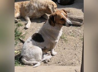 Lucio, ruhiger Senior wartet auf seine Menschen