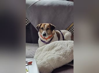LUCIO - verträglicher kleiner Senior