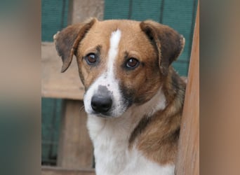 Lucio lieber freundliche Rüde