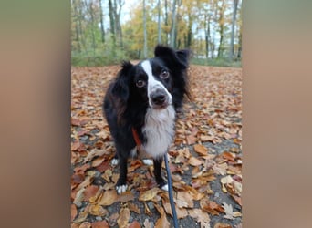 Killua befindet sich schon in Deutschland und sucht ein neues Zuhause !