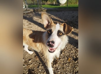 Dolly, ein ganz besonders schönes Hundemädchen, wurde vermutlich ausgesetzt !