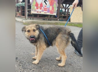 Bubi, eine kleine menschenbezogene Wuschelhündin , die es bisher nicht gut hatte.