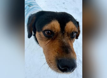 Tipli, ein ganz lieber und putziger Rüde, der Menschen sehr mag !