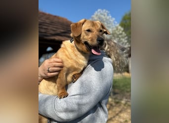 Tódi, ein unkomplizierter und verkuschelter Junghund