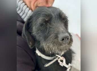 Bezaubernde Oreo  ist freundlcih und liebt das Kuscheln !