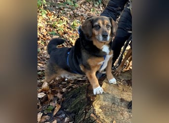 Dagi,  ein Herz auf 4 Pfoten  lebt auf einer Pflegestelle in NRW