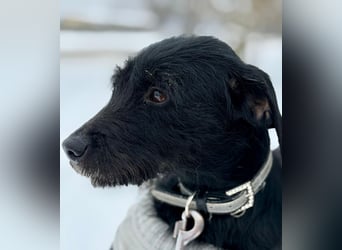 Bezaubernde Oreo  ist freundlcih und liebt das Kuscheln !