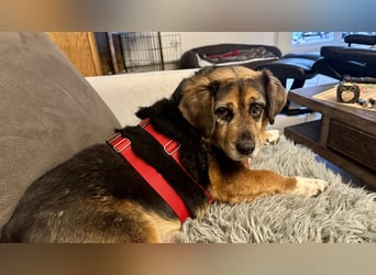 Dagi,  ein Herz auf 4 Pfoten  lebt auf einer Pflegestelle in NRW