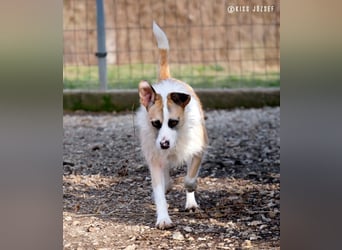 Dolly, ein ganz besonders schönes Hundemädchen, wurde vermutlich ausgesetzt !