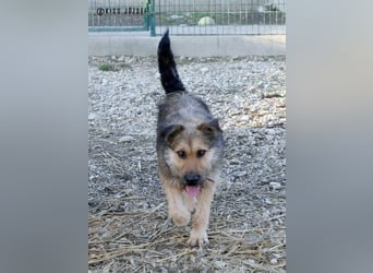 Bubi, eine kleine menschenbezogene Wuschelhündin , die es bisher nicht gut hatte.