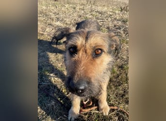 Bubi, eine kleine menschenbezogene Wuschelhündin , die es bisher nicht gut hatte.