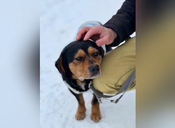 Tipli, ein ganz lieber und putziger Rüde, der Menschen sehr mag !