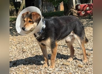 Senior Czsibeske sucht nochmal ein neues Zuhause !