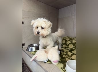 Rontó Maci, süßer wuschelkopf auf der Suche nach seiner Familie !