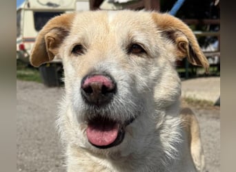 Angelina, kleiner Hund mit einem großen Herzen voller Liebe !