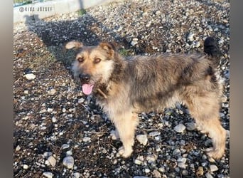 Bubi, eine kleine menschenbezogene Wuschelhündin , die es bisher nicht gut hatte.