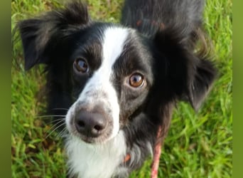 Killua befindet sich schon in Deutschland und sucht ein neues Zuhause !