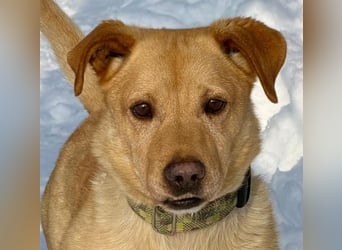 Morzsa, ein fröhlicher kleiner Herzensbrecher !