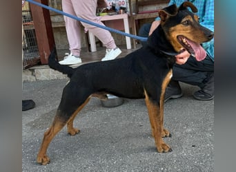 Shadow wurde von seinem Besitzer nicht mehr gewollt !